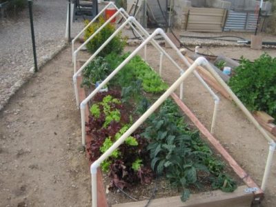 row of plants with triangular hoops spaced out above them